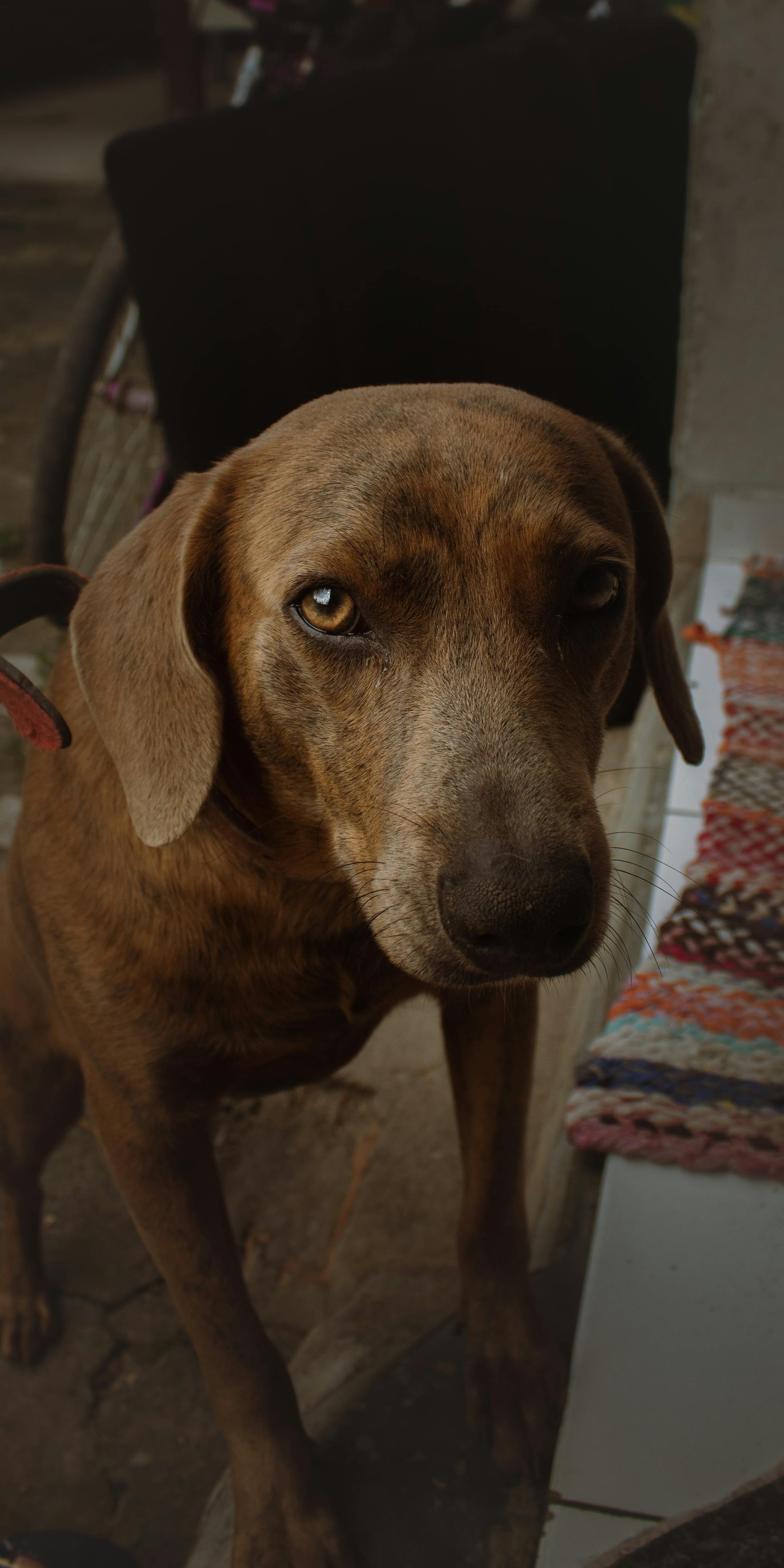 Bored, Anxious, or Destructive? The Hidden Role Pet Supplies Play in Behavior
