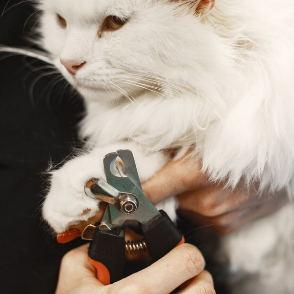 Pet Grooming Supplies