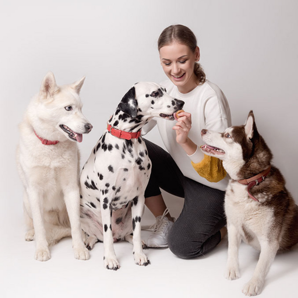 Pet Health and Wellness