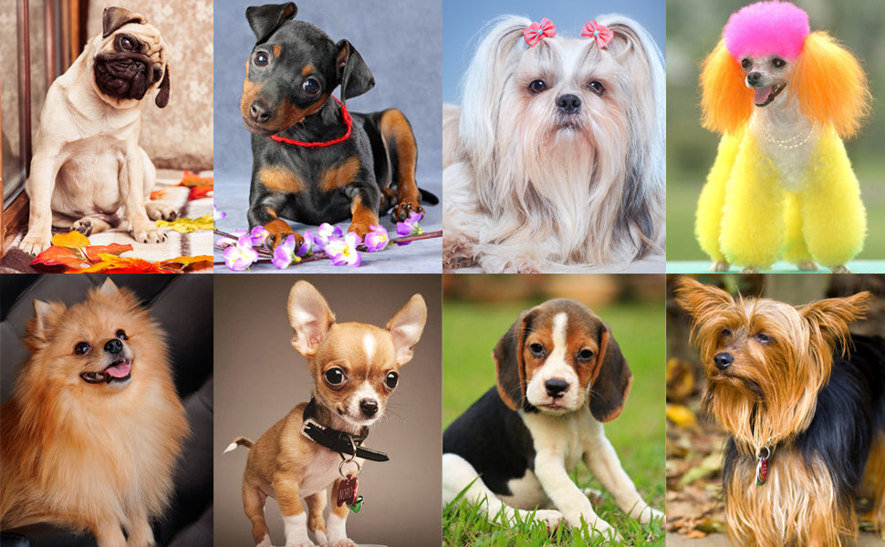 Dog & Cat Training Clicker