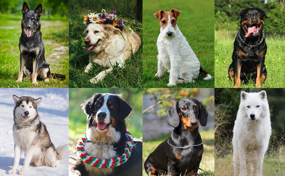 Dog & Cat Training Clicker