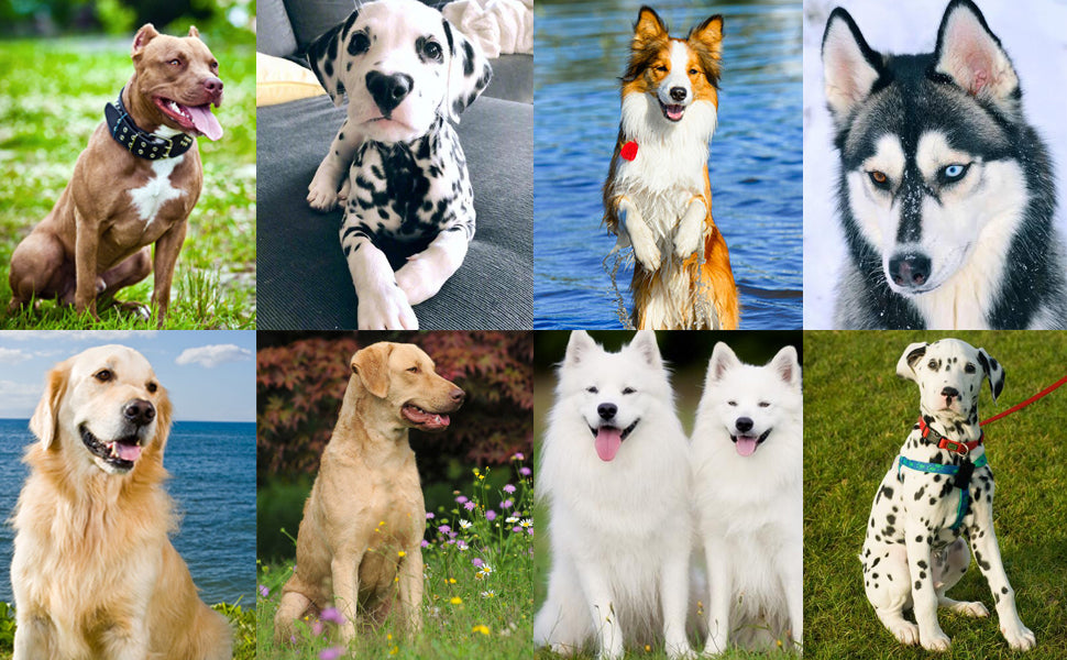 Dog & Cat Training Clicker